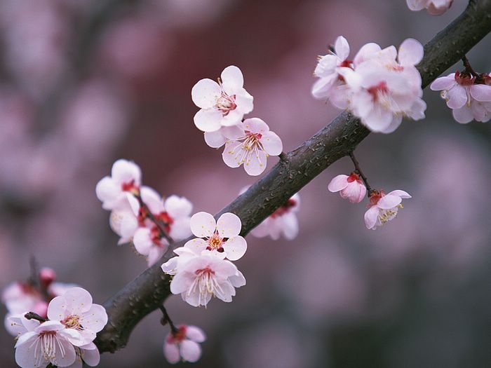 The Wonders Of Japanese Cherry Blossom